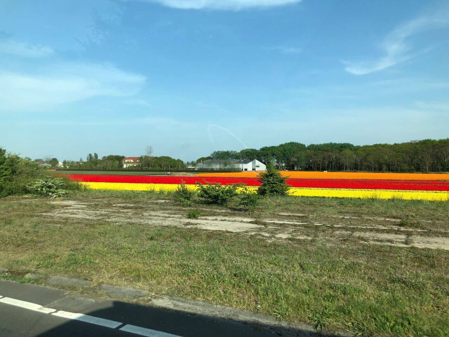 Il nostro itinerario di viaggio in camper in Olanda 5 Coltivazioni di tulipani a Lisse.